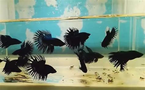 Introduction to Black Betta Fish: Care, Types & Price (FAQ)