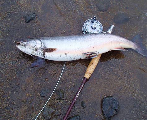 Good Arctic Char fishing at Ásgarður — Lax-A Angling club