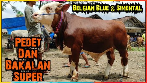 Harga Belgian Blue Dan Simental Pedet Dan Bakalan Super Pasar Glenmore