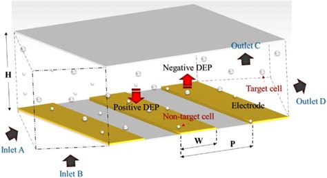 Schematic Of The Dep Separation Chip Showing The Behavior Of The