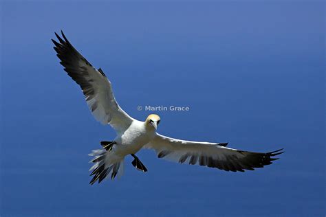 Martin Grace Photography Sub Adult 4th Year Northern Gannet Morus