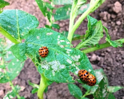 Eggplant Spot Ladybird Beetle