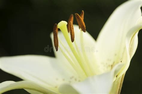 Los Lirios Blancos Hermosos Florecieron De Fondo Verde Foto De