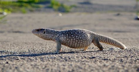 Monitor Lizard Animal Facts Az Animals