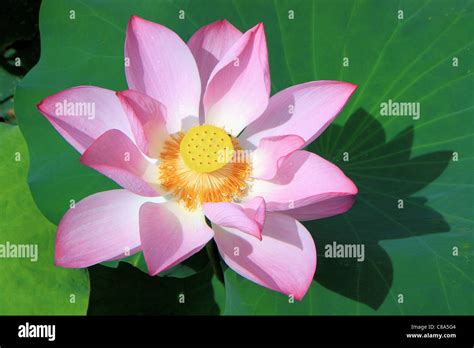 Lotus Flower In Chinese At Justin Goodenough Blog