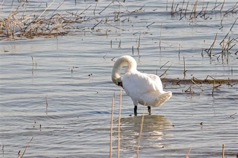 Pin De Liliana Vega En Swans En