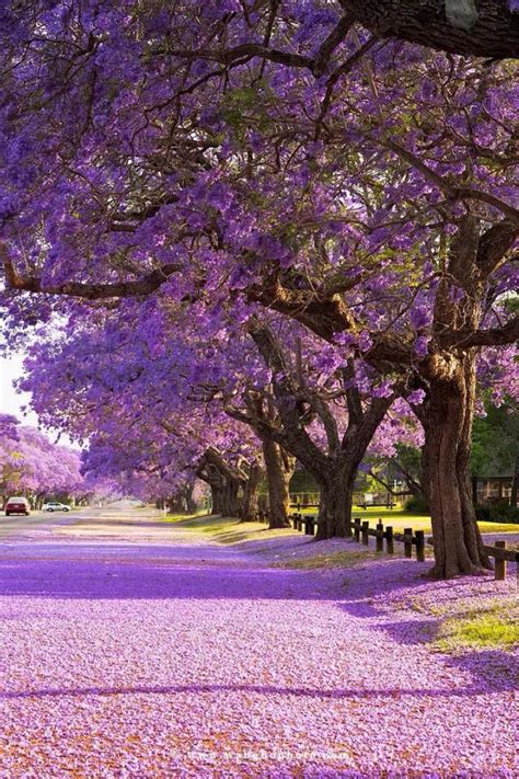 Beautiful Purple Flowers Blooming On Trees In The Park