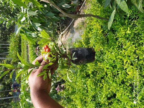 Full Sun Exposure Sinduri Bhagwa Pomegranate Plant For Outdoor At Rs