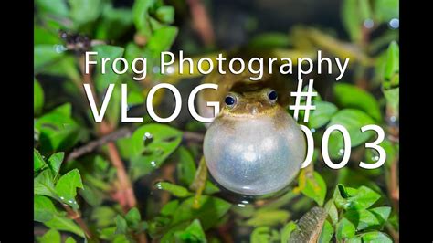 Frog Photography Vlog 003 Youtube