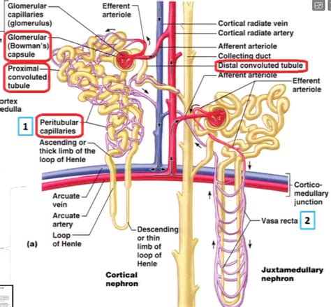 Cortical Radiate Artery