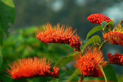 Amazon Rainforest Flowers Photos Info Thinkjungle