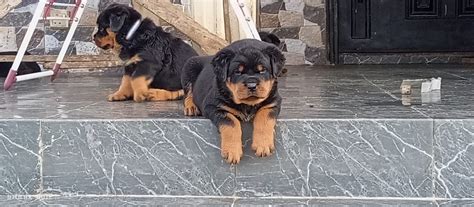 Pedigree Both Sex Rottweiler Puppies Available Is The