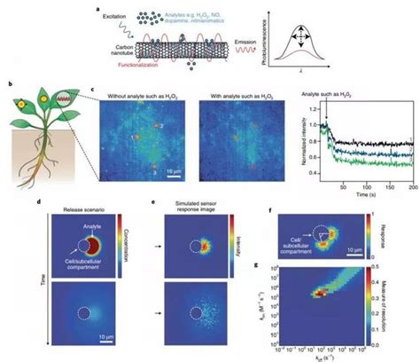 Nature Nanotech 论述纳米技术在农业中的应用 纳米技术 生物 新浪新闻