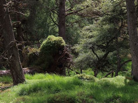 Funding for community-led rewilding projects | Rewilding Britain