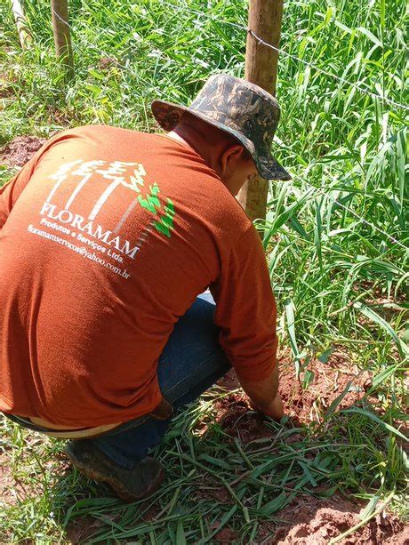 Saneouro Planta 500 Mudas De Árvore Para ImplantaÇÃo De Cortina