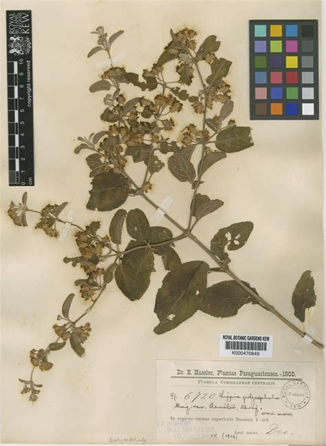 Lippia Origanoides Kunth Colombian Plants Made Accessible