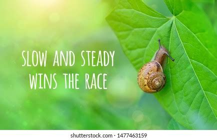 219 Slow And Steady Wins The Race Images Stock Photos Vectors