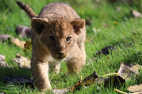 10,000+ Free Lion Cub & Lion Images - Pixabay