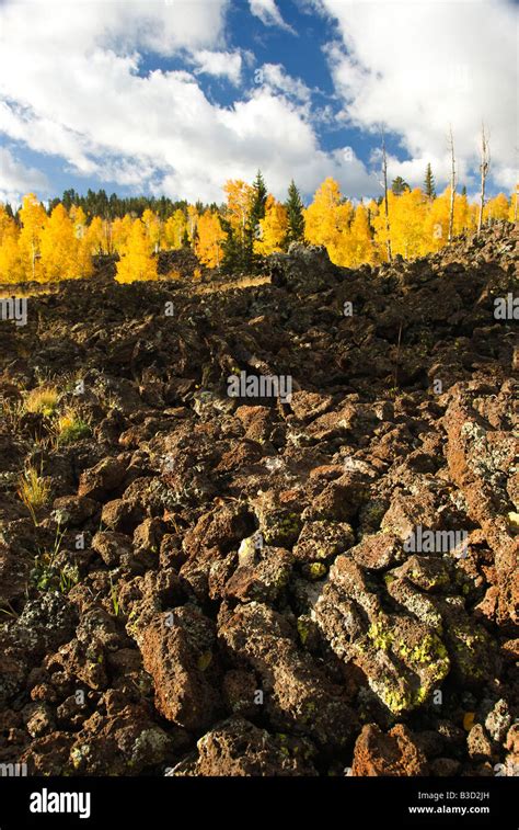 Fall colors line the lava fields Dixie National Forest right outside ...