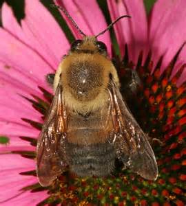 Brown Belted Bumble Bee Dorsal Bombus Griseocollis Bugguidenet