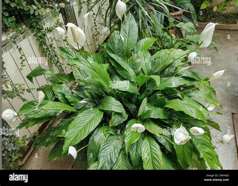 Peace Lily Plant With Flowers Spathiphyllum Plant Stock Photo Alamy