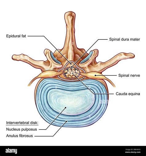 Mammillary Body Hi Res Stock Photography And Images Alamy