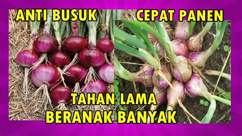 Panduan Lengkap Cara Menanam Bawang Merah Di Pot 2 Bulan Panen How To