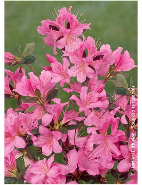 AZALEA japonica GILBERT MULLIE Azalée japonaise