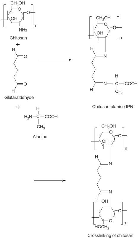 Schematic Representation Of Crosslinking Of Chitosan And L Alanine By