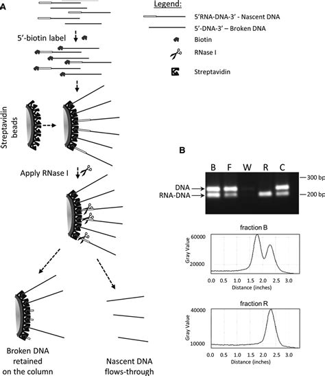 Effect Of Minichromosome Maintenance Protein Deficiency On The