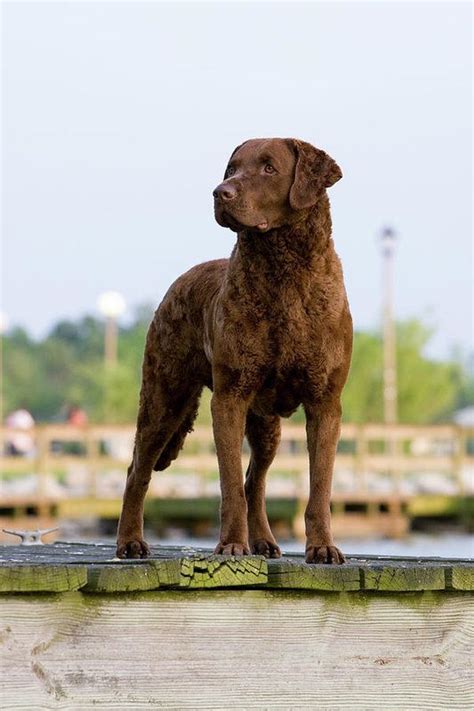 A Large Breed Of Dogs Chesapeake Bay Retriever