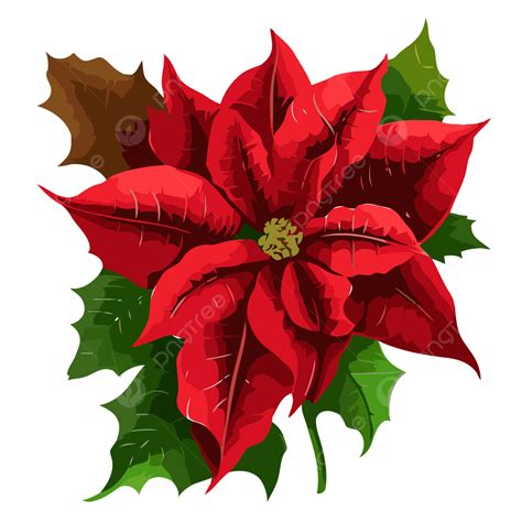 Flor De Pascua Gratis Png Dibujos Pegatina Clipart Poinsettia Ilustración Vectorial Sobre