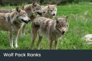 Wolf Pack Ranks, Roles & Order | Wolves Hierarchy