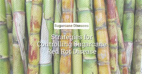 Red Rot of Sugarcane: Symptoms & Management