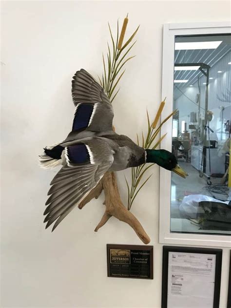 Mallard Taxidermy Mounts Duck Mounts Stehlings Taxidermy