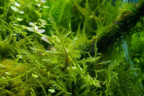 Common Water Moss Healthy Aquatic Plants In Freshwater Ryoboku