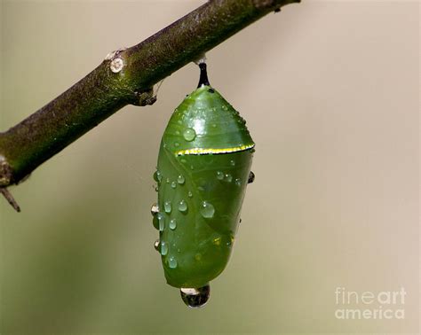 Monarch Butterfly Pupa Photograph by Christopher Thumm - Pixels