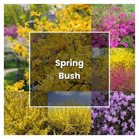 How To Grow Spring Bush Plant Care And Tips Norwichgardener