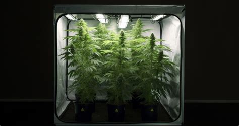 A Buyer’s Guide to the Best Cannabis Grow Tents