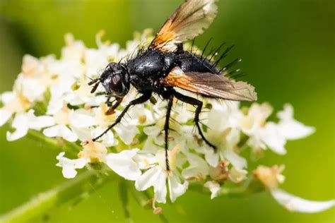 Comment Faire Fuir Les Mouches Dans Le Jardin Comment Les Loigner