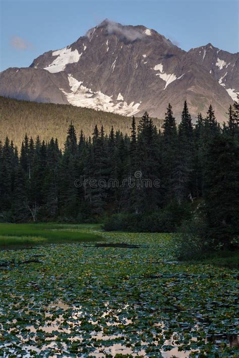 Alaskan Summer Landscape - Snow Capped Mountains, Forests, Lily Pond ...