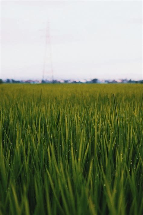 Grass Field Meadow Free Photo On Pixabay Pixabay