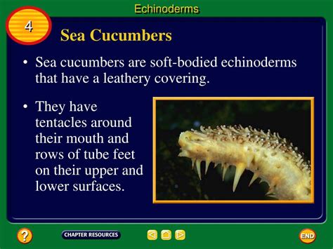 Ppt Echinoderm Characteristics Powerpoint Presentation Free Download Id 4052970