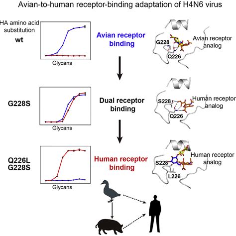 Avian To Human Receptor Binding Adaptation By Influenza A Virus