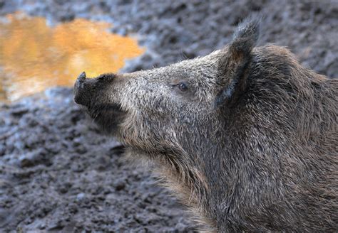 Wildunf Lle In Deutschland Besondere Gefahr Durch Schwarzwild Jagd