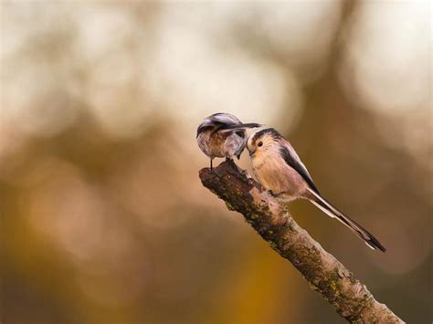 Foto Van De Maand Natuurmonumenten Foto Natuurfotos Vogels