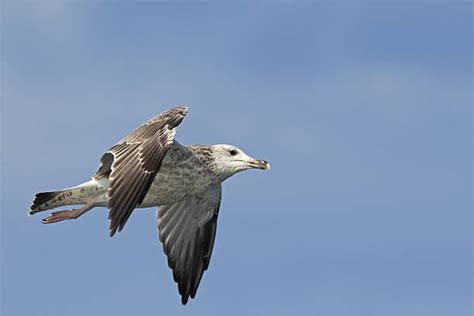 650+ Caspian Gull Photos Stock Photos, Pictures & Royalty-Free Images ...