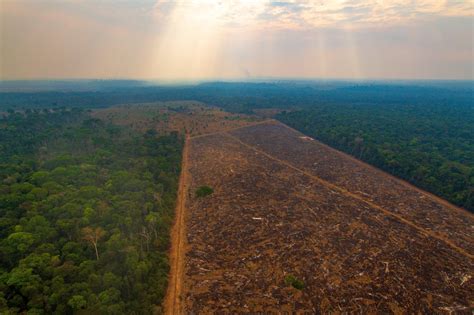 Questões sobre o Desmatamento da Amazônia InfoEscola