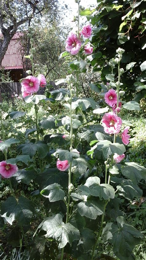 Мальвы - Фото Дом Солнца. Фотография 3