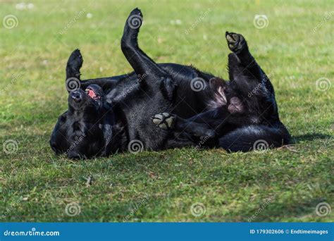 Black Dog Rolling On The Grass Stock Photo Image Of Hayfield Snout